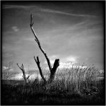 Jean Lapujoulade - Bois morts
